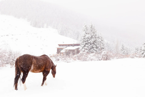 creekside_cabins_creede06